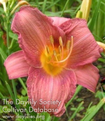 Daylily Gray Horizon