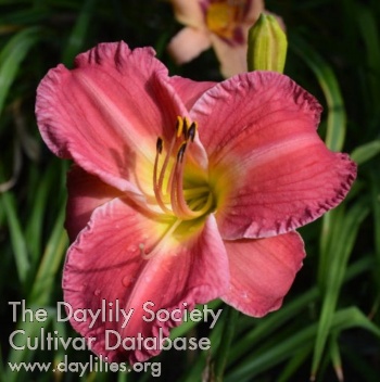 Daylily Great Scholar