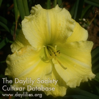 Daylily Grecian Gown