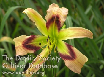 Daylily Green Eyed Skyscraper