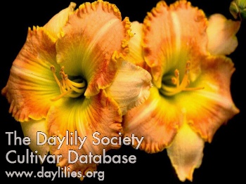 Daylily Green Eggs and Ham