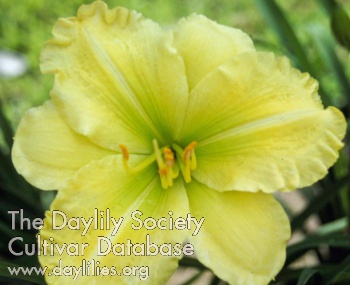 Daylily Green Whirl