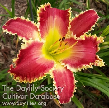 Daylily Greetings Y'all