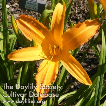 Daylily Greta