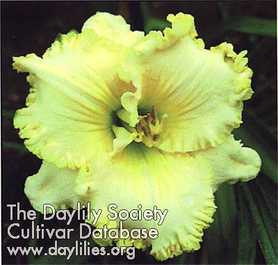 Daylily Greywoods Shades of Lace