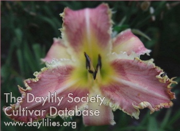 Daylily Greywoods Claws and Effect