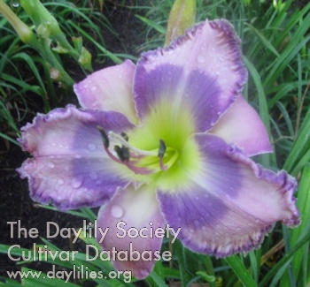 Daylily Greywoods Dance the Dust
