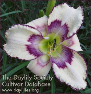 Daylily Greywoods Inca Dawn