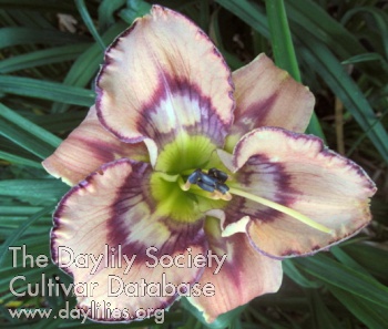 Daylily Greywoods Mockingjay