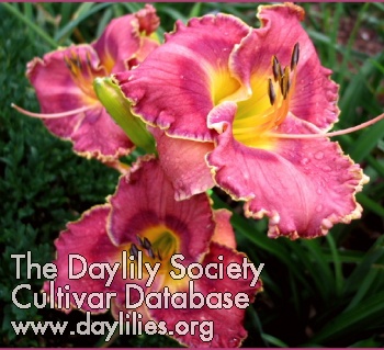 Daylily Greywoods Curb Appeal