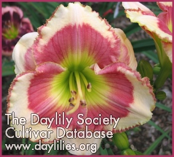 Daylily Greywoods Material Girl