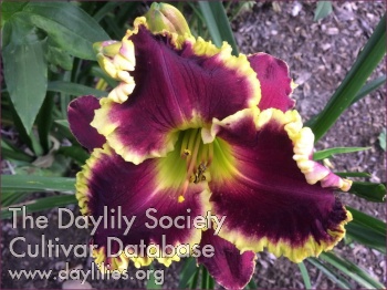 Daylily Greywoods McGregor