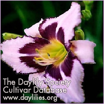 Daylily Greywoods Ponytail Classic