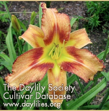 Daylily Greywoods Spiders Lair