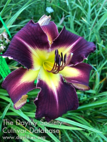 Daylily Grieving Grape