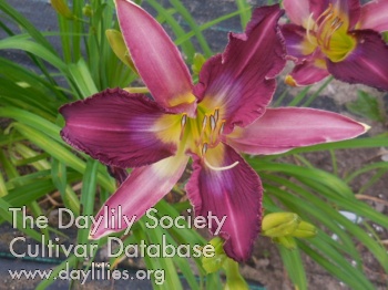 Daylily Griffin Feathers
