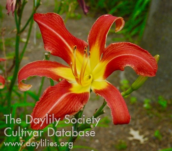 Daylily Gryphon Carl Linnaeus