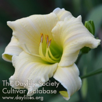 Daylily Guardian Angel