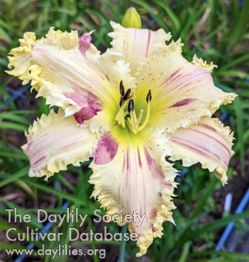 Daylily Guardian of the Blood