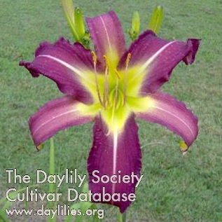 Daylily Gudrid