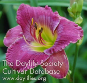Daylily Guided by Voices