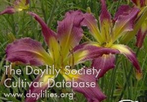Daylily Guineas on Parade