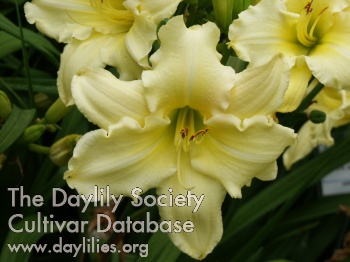 Daylily Guinevere in Summer