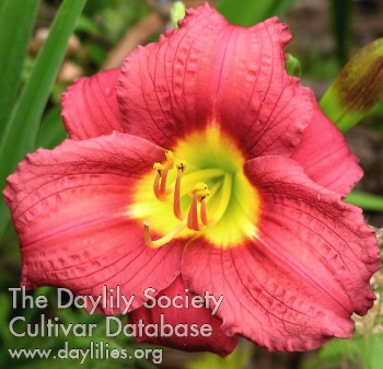 Daylily Gypsy Cranberry
