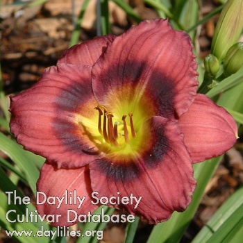 Daylily Gypsy Grapette