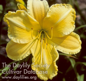 Daylily Golden Morning