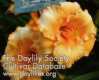 Daylily G. Willikers