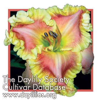 Daylily Gary Colby