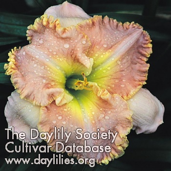 Daylily Gentle Presence