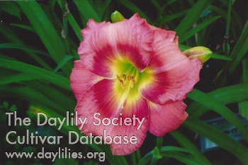 Daylily Get Your Ribbons On