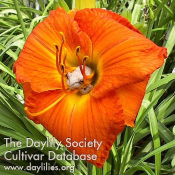 Daylily Gift of Fire