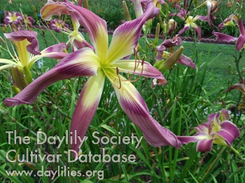 Daylily Give Me Wings