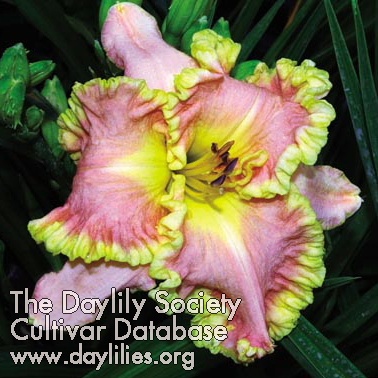 Daylily Gold Miner's Daughter