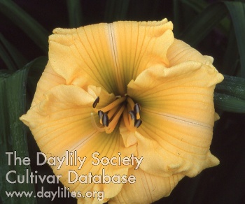 Daylily Golden Scroll