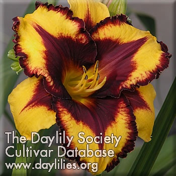 Daylily Goldenzelle