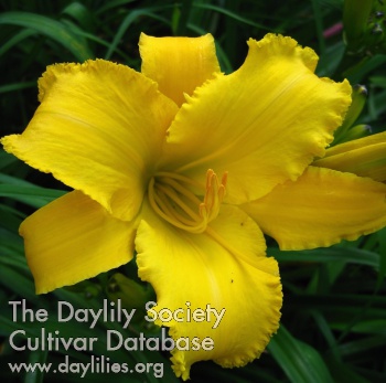 Daylily Gold Fringe