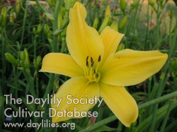 Daylily Goldner's Bouquet