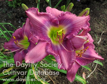 Daylily Grace and Truth