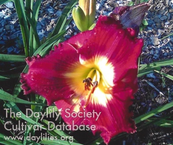 Daylily Gracie Connell
