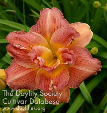 Daylily Harem