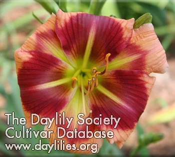 Daylily Hat's Off to Sue