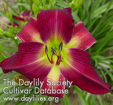 Daylily Help from Your Friends
