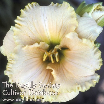 Daylily Hidden Obsession