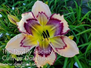 Daylily H-Town Star
