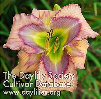 Daylily Halloween Face Paint