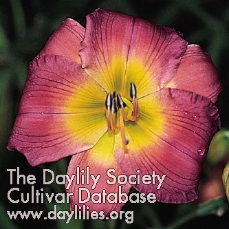 Daylily Halloween Party